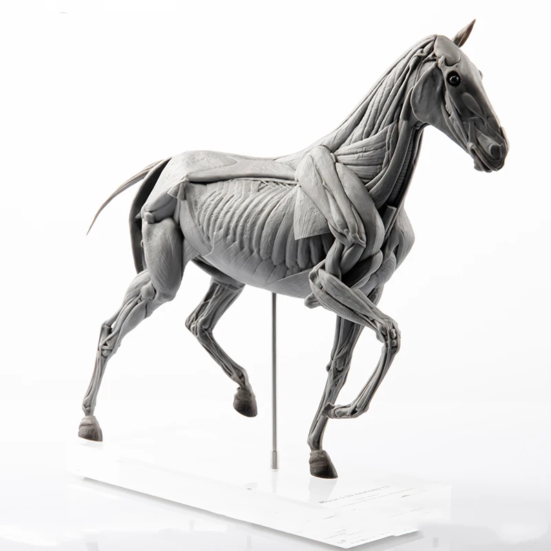 Resin Art Decoration Items - Evoluerende Paardenspieranatomie Model Educatieve Scène Kunstdecoratie