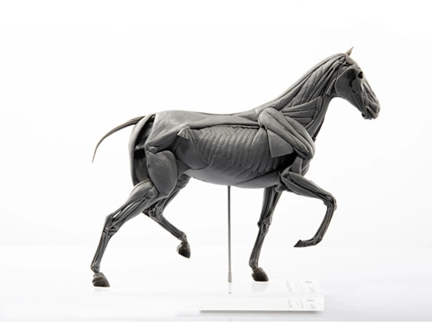 Evoluerende Paardenspieranatom - Resin Art Decoration Items recensie en prijs
