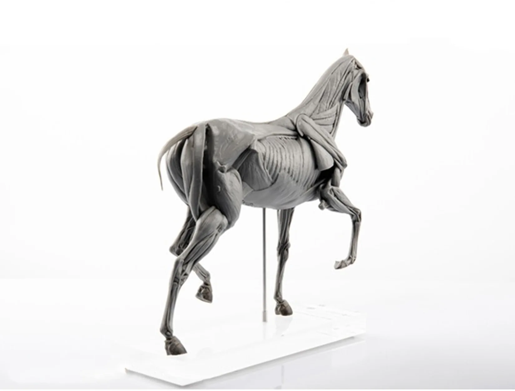 Evoluerende Paardenspieranatom - Resin Art Decoration Items recensie en prijs