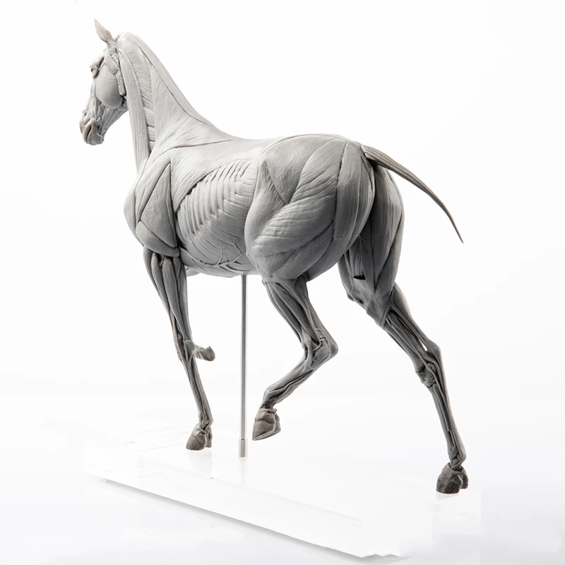 Evoluerende Paardenspieranatom - Resin Art Decoration Items recensie en prijs